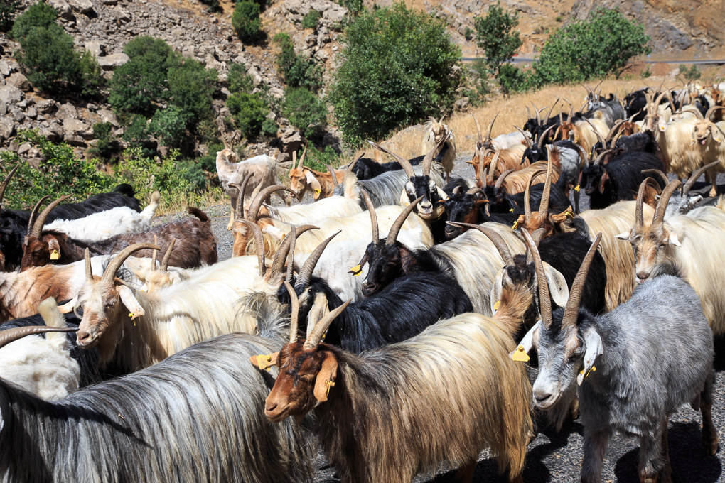 Cizre